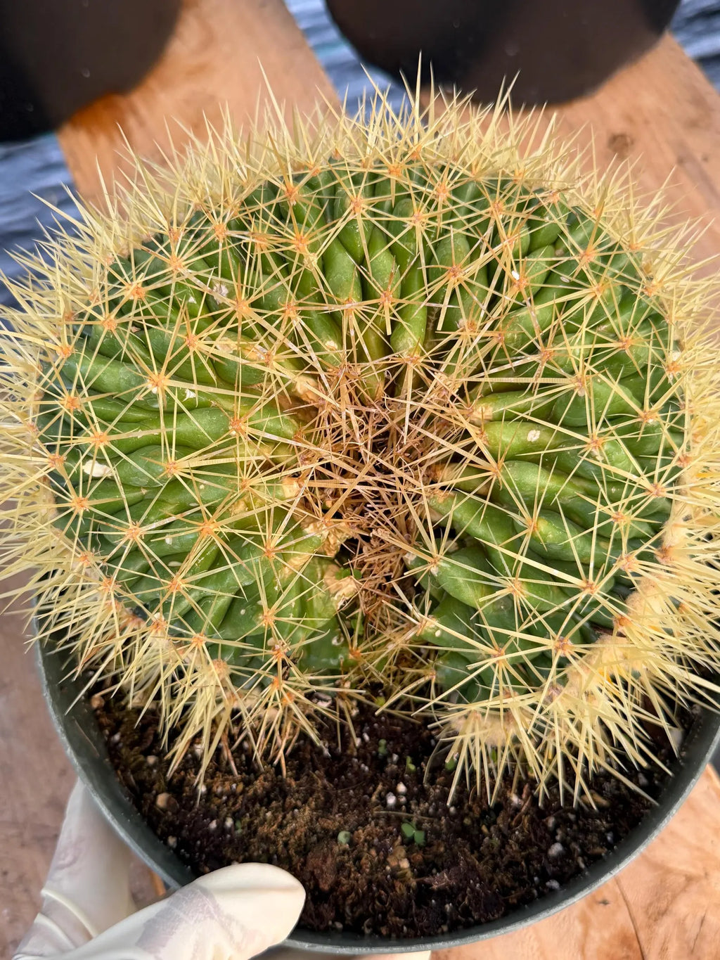 Crested Golden Barrel Cactus | Rare U-Shape Crested Cactus | Live Succulent #313