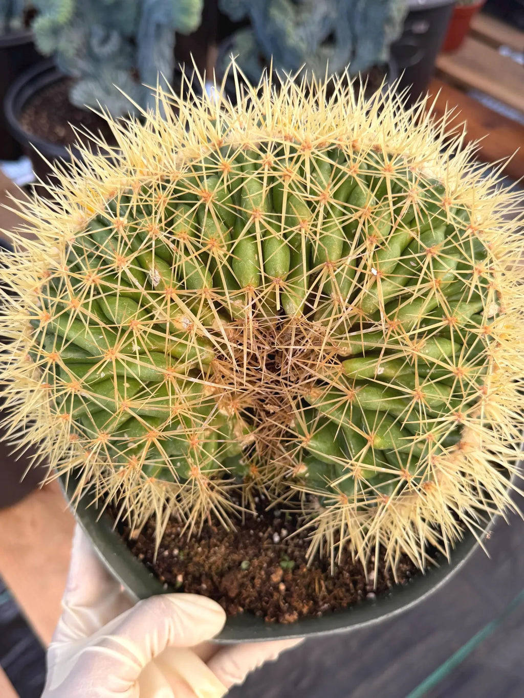 Crested Golden Barrel Cactus | Rare U-Shape Crested Cactus | Live Succulent #313