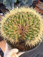 Crested Golden Barrel Cactus | Rare U-Shape Crested Cactus | Live Succulent #313