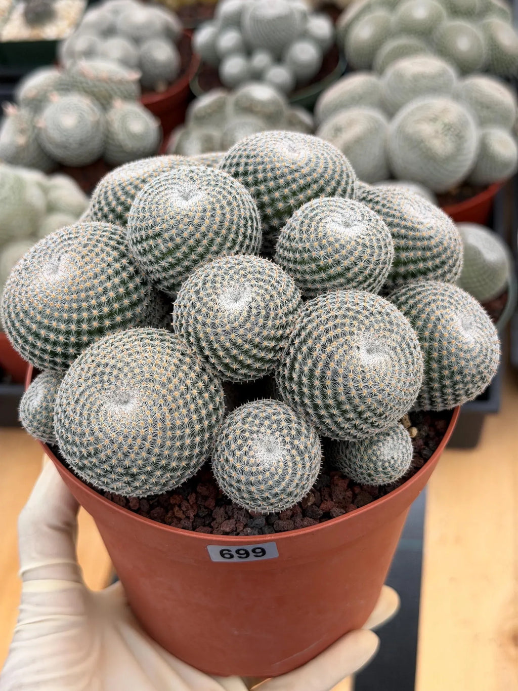 Mammillaria Perbella Cluster Cactus #699
