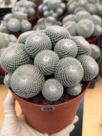 Mammillaria Perbella Cluster Cactus #699