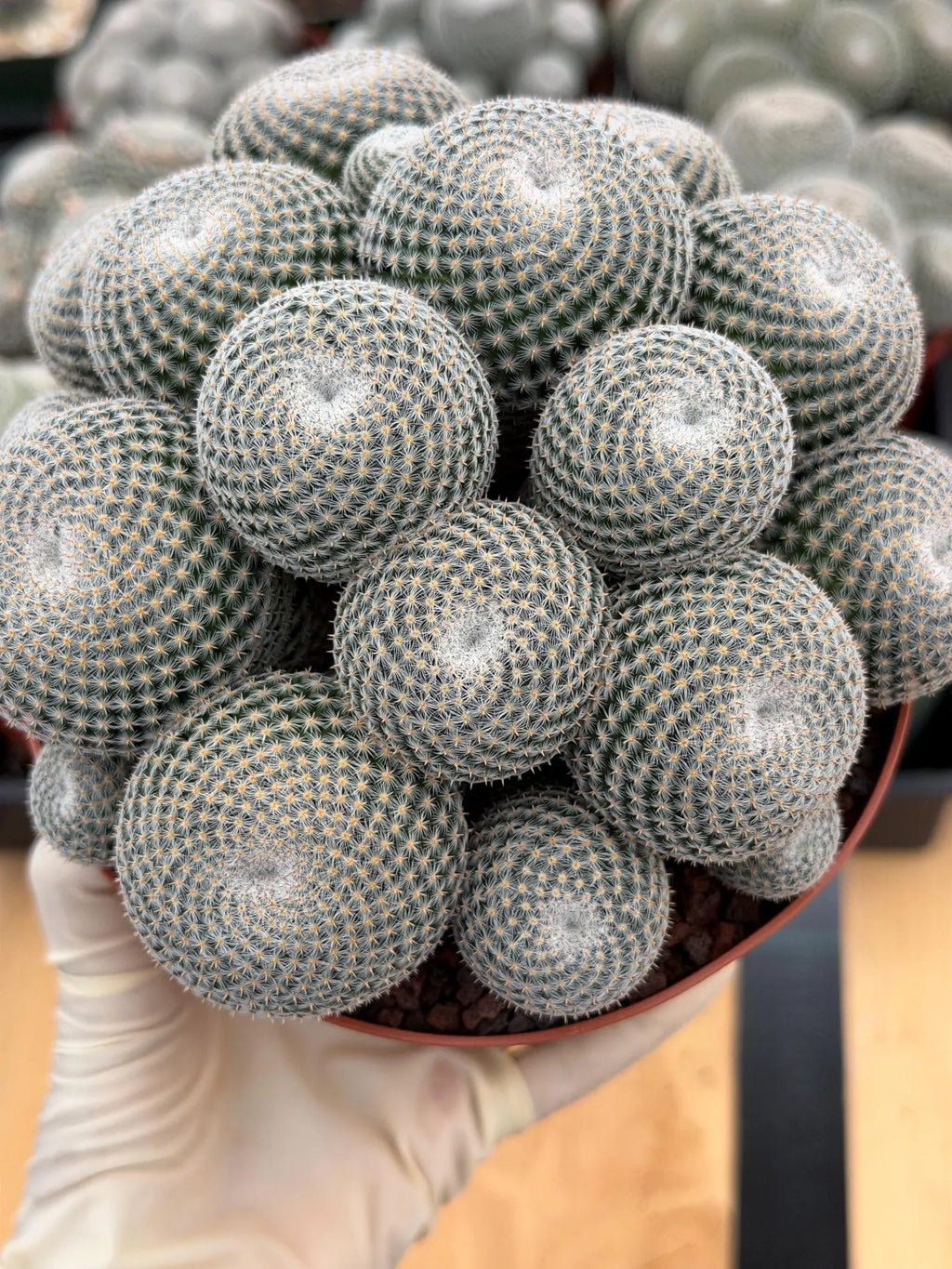 Mammillaria Perbella Cluster Cactus #699