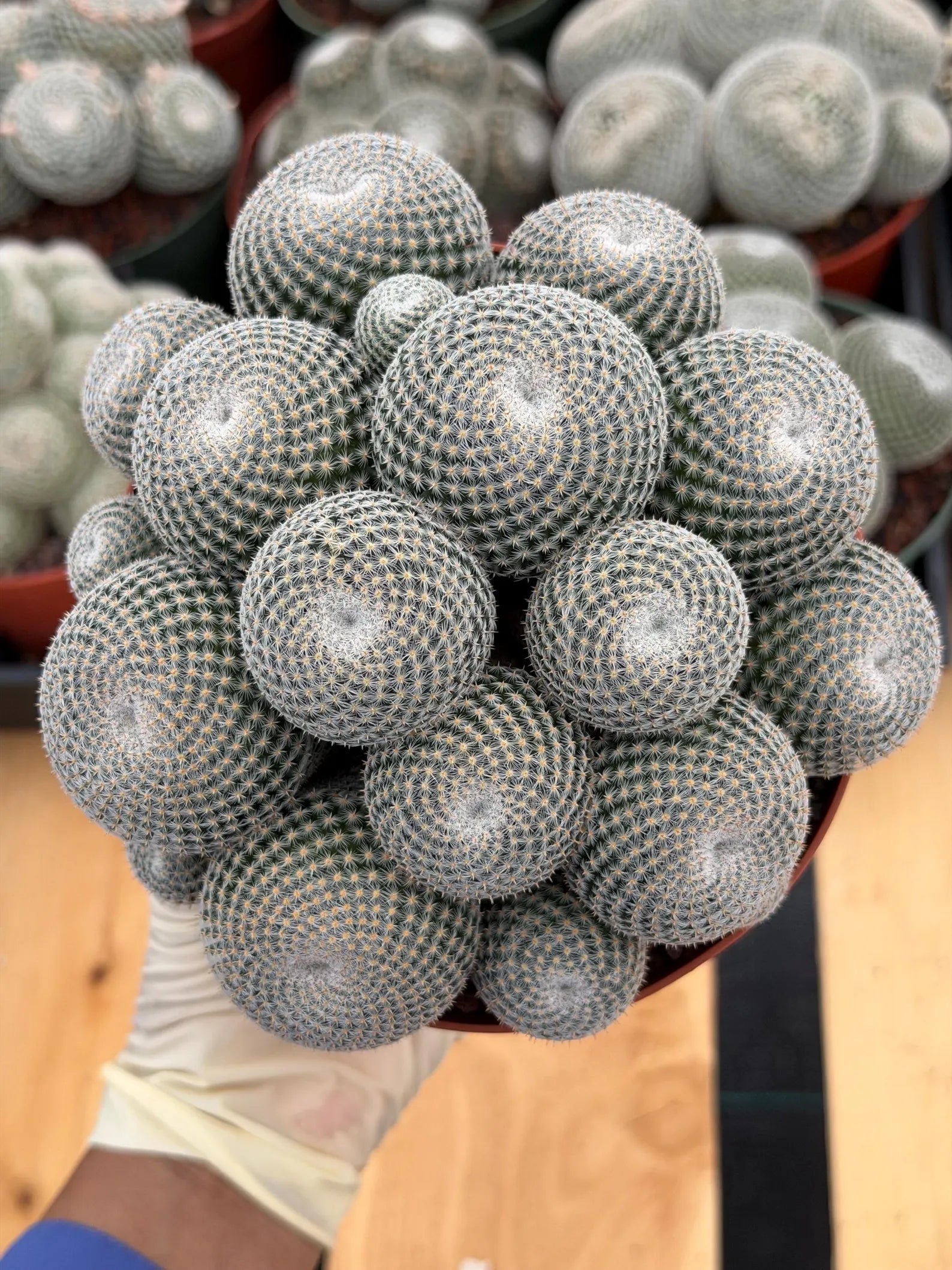 Mammillaria Perbella Cluster Cactus #699
