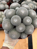 Mammillaria Perbella Cluster Cactus #699