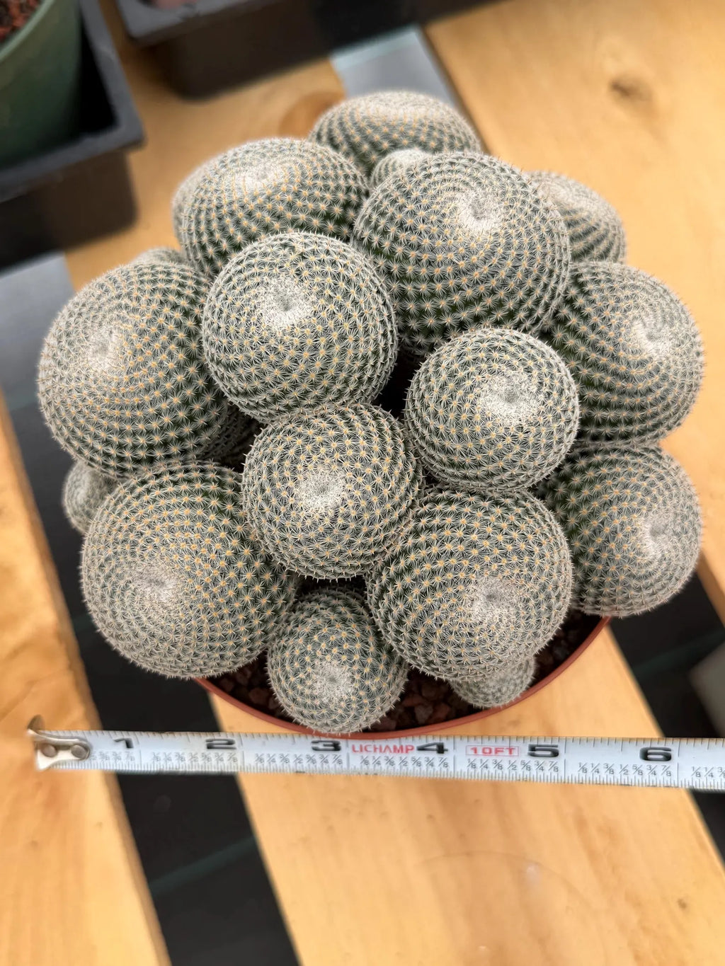 Mammillaria Perbella Cluster Cactus #699