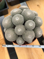 Mammillaria Perbella Cluster Cactus #699