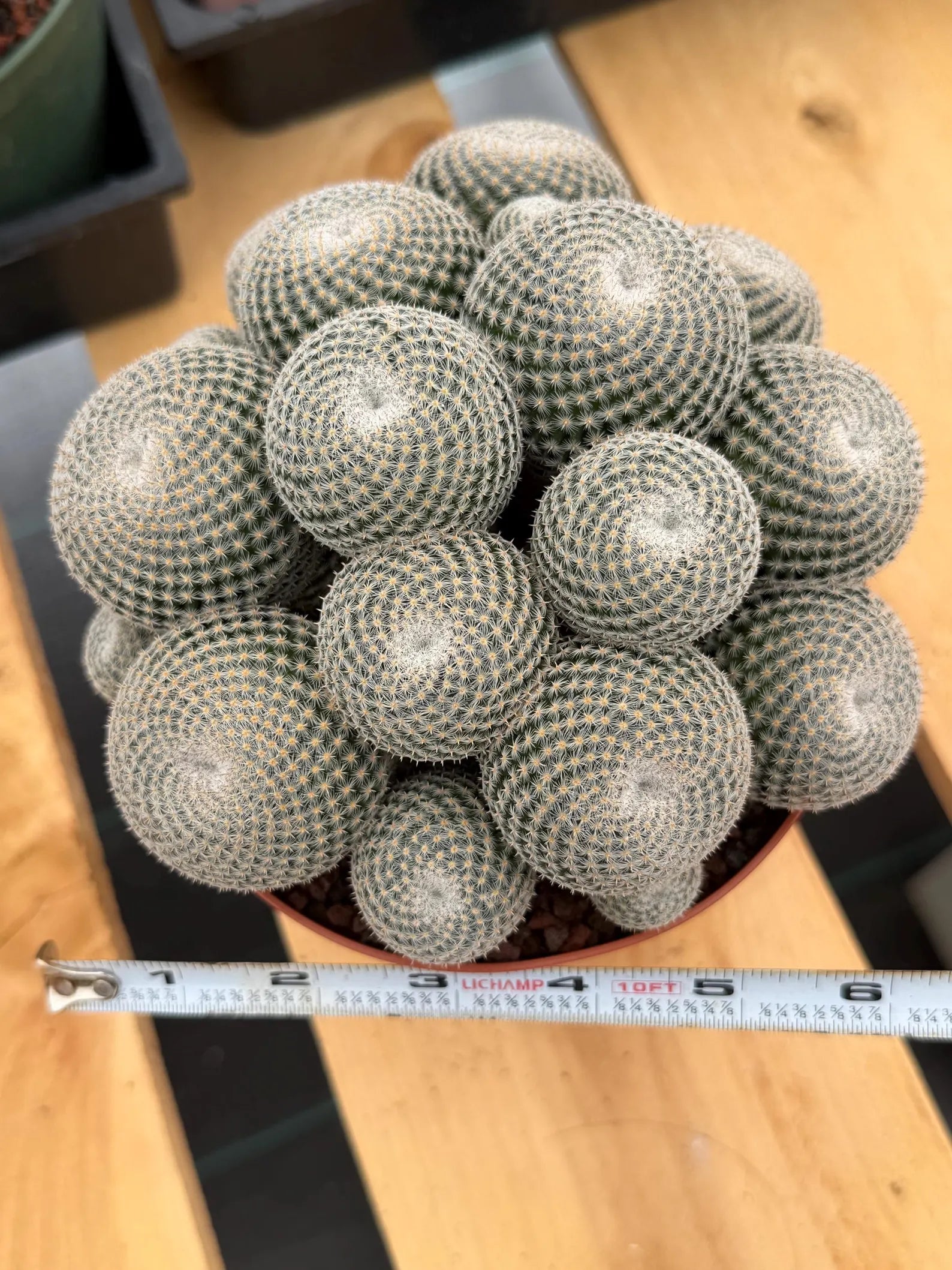 Mammillaria Perbella Cluster Cactus #699