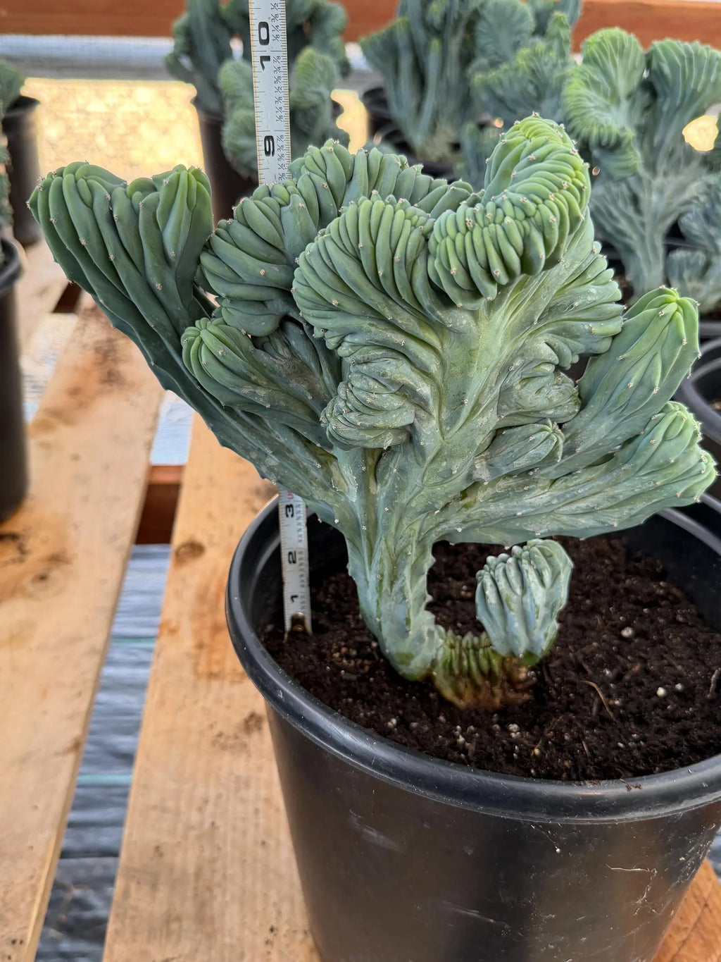 Crested Blue Myrtle Cactus | Rare Live Collector Cactus #315