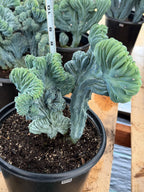 Crested Blue Myrtle Cactus | Rare Live Collector Cactus #315