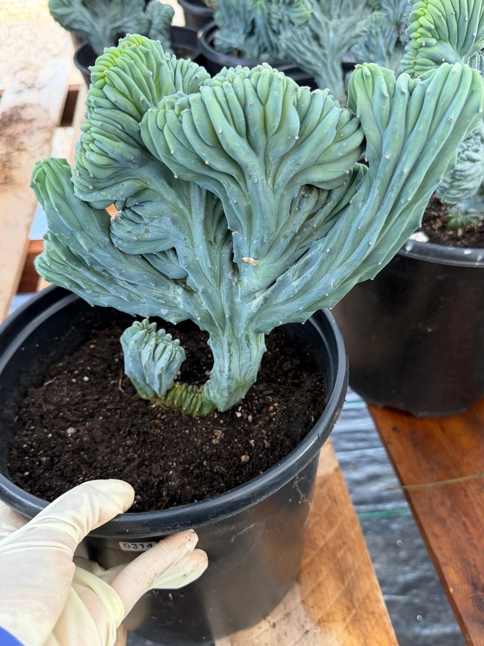 Crested Blue Myrtle Cactus | Rare Live Collector Cactus #315