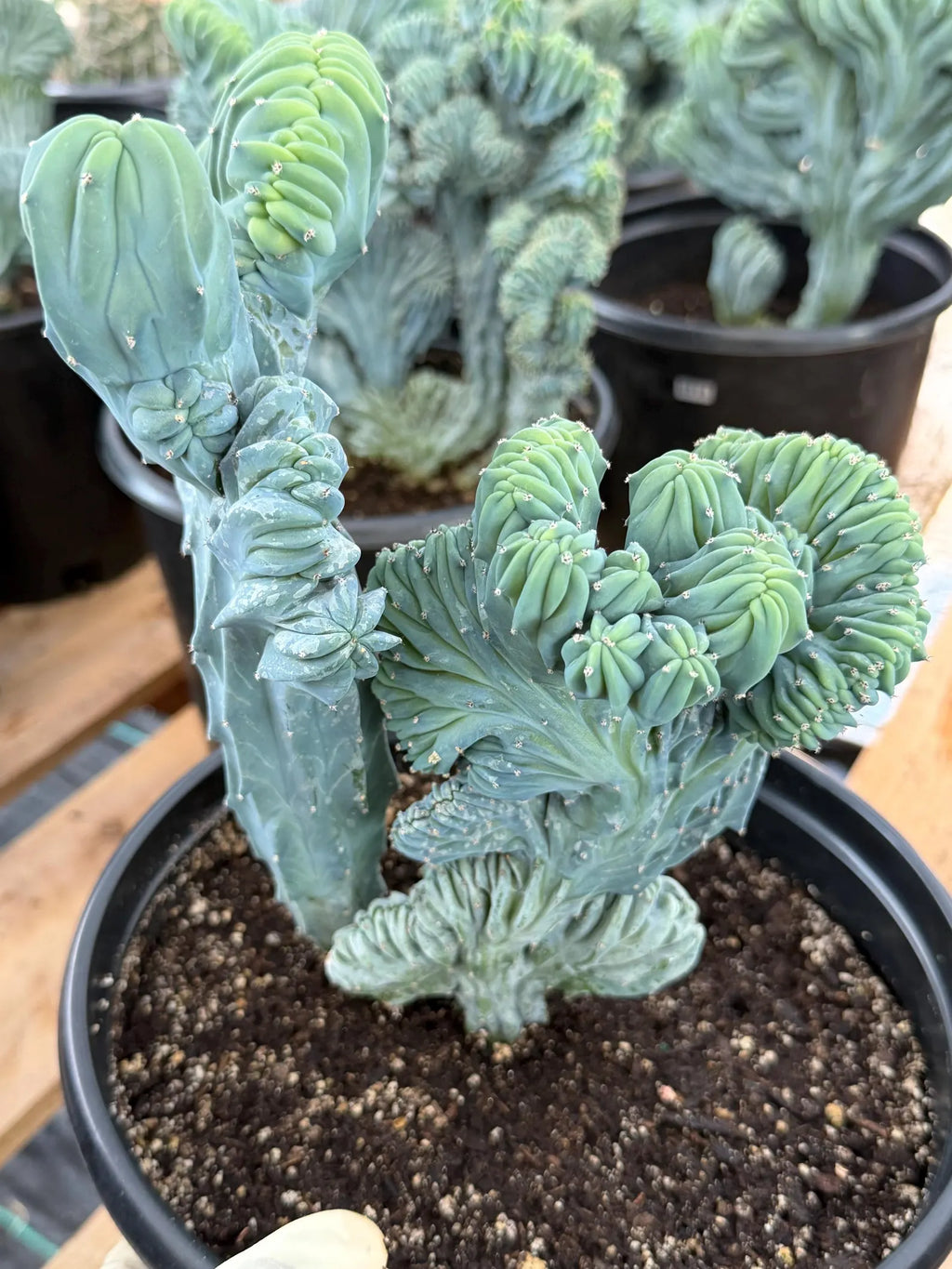 Crested Blue Myrtle Cactus | Rare Live Collector Cactus #315