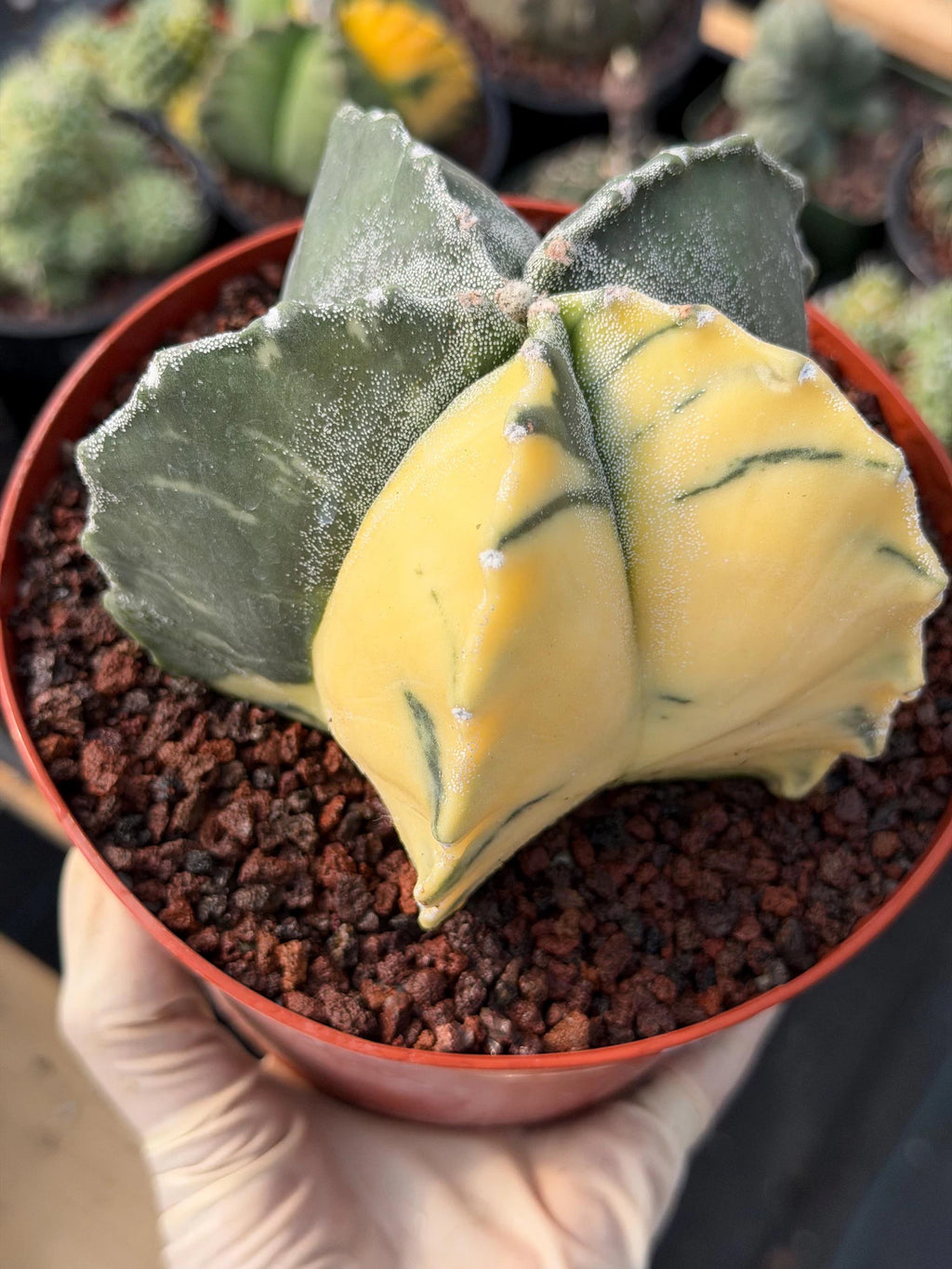 Variegated Astrophytum Myriostigma | Rare Live Variegated Cactus #344
