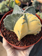 Variegated Astrophytum Myriostigma | Rare Live Variegated Cactus #344