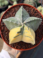 Variegated Astrophytum Myriostigma | Rare Live Variegated Cactus #344