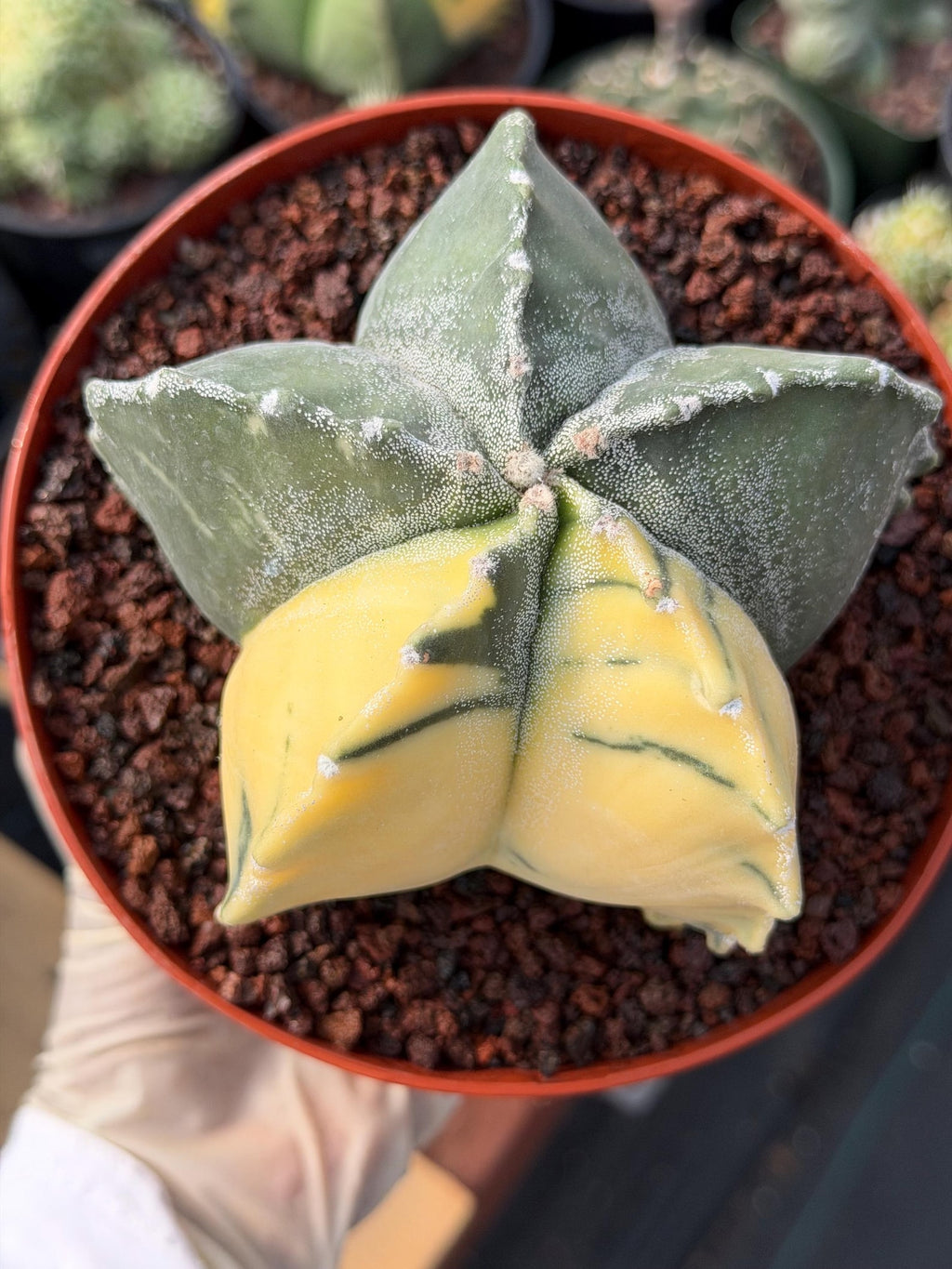 Variegated Astrophytum Myriostigma | Rare Live Variegated Cactus #344