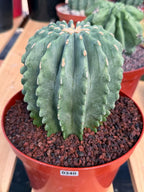 Ferocactus Glaucescens Inermis Cluster Rare Live Cactus – Exact Collector Specimen #340