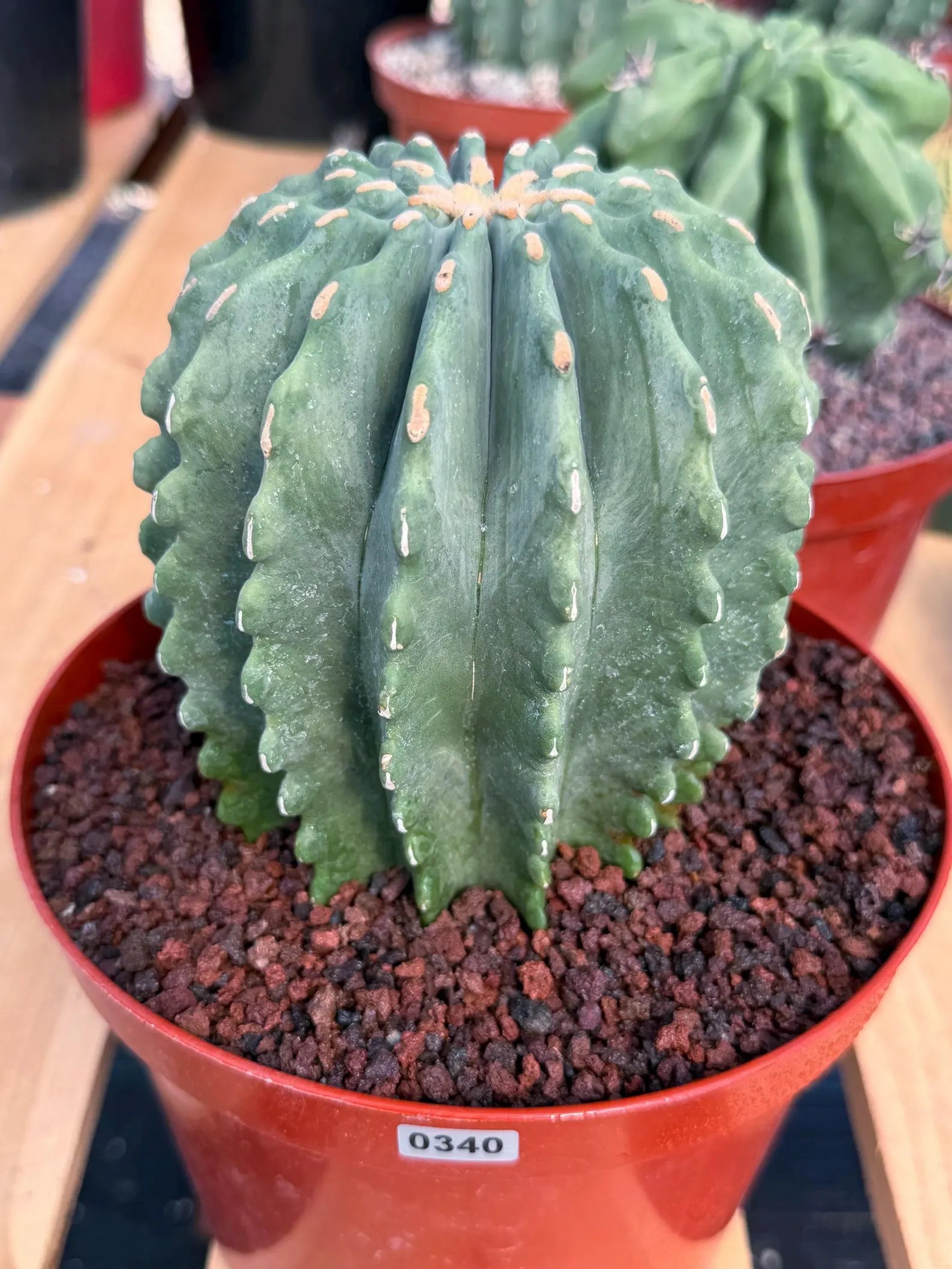 Ferocactus Glaucescens Inermis Cluster Rare Live Cactus – Exact Collector Specimen #340