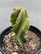 Large Stenocereus Pruinosus 'Gray Ghost' Spiral Form #431