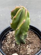 Large Stenocereus Pruinosus 'Gray Ghost' Spiral Form #431