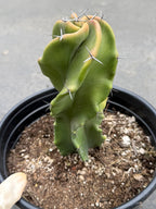 Large Stenocereus Pruinosus 'Gray Ghost' Spiral Form #431