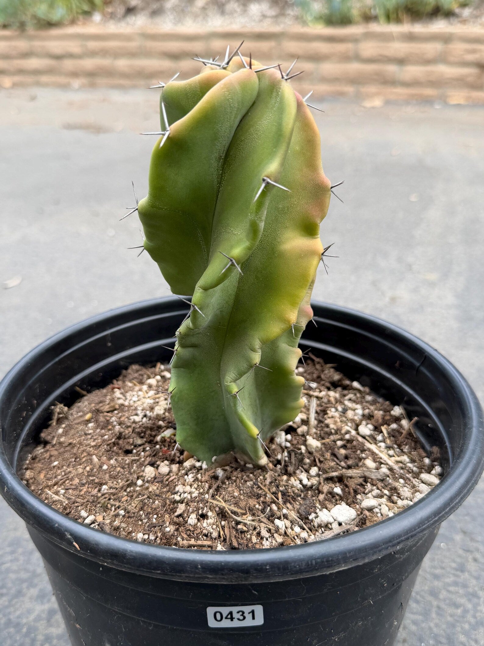 Large Stenocereus Pruinosus 'Gray Ghost' Spiral Form #431