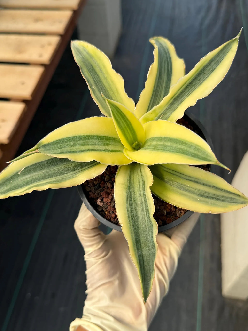 Variegated Sansevieria Katana #20 | Rare Snake Plant | Live Houseplant