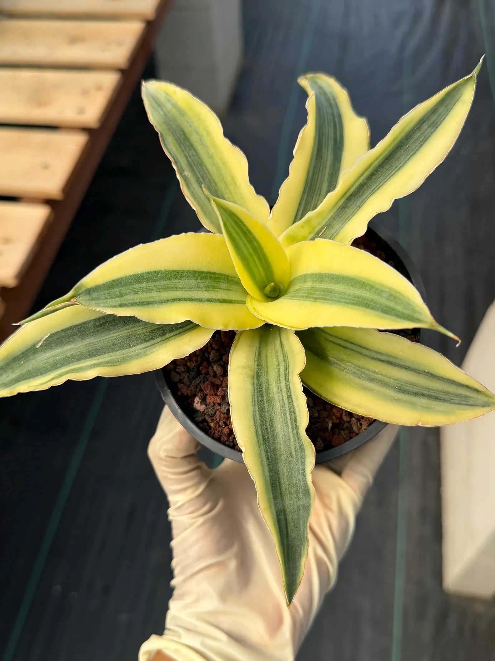 Variegated Sansevieria Katana #20 | Rare Snake Plant | Live Houseplant