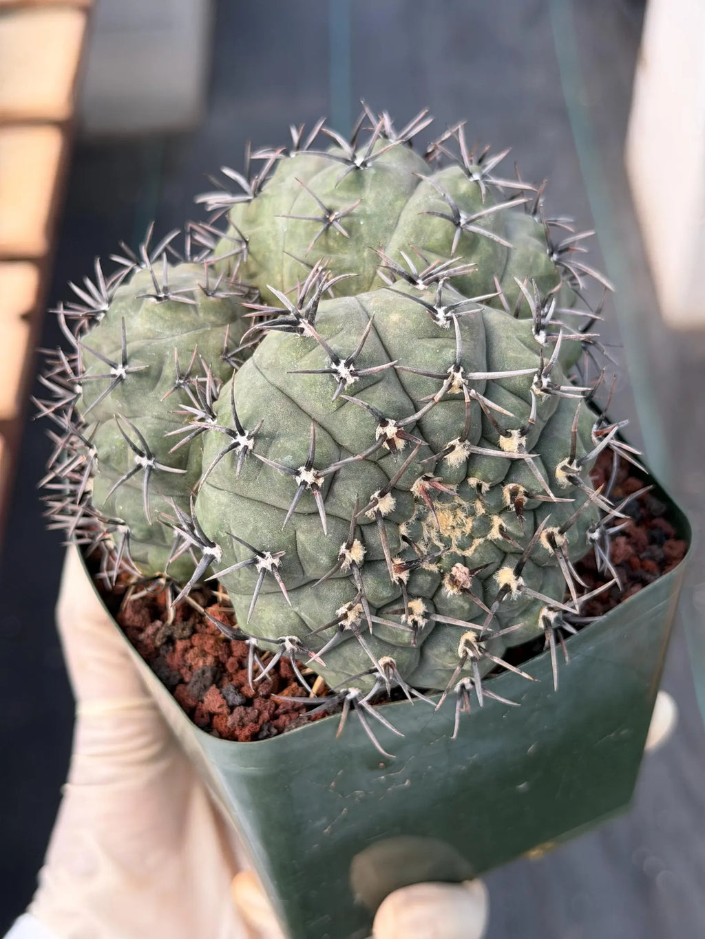 Gymnocalycium Bodenbenderianum Triple Head #507 | Rare Collector Cactus | WYSIWYG