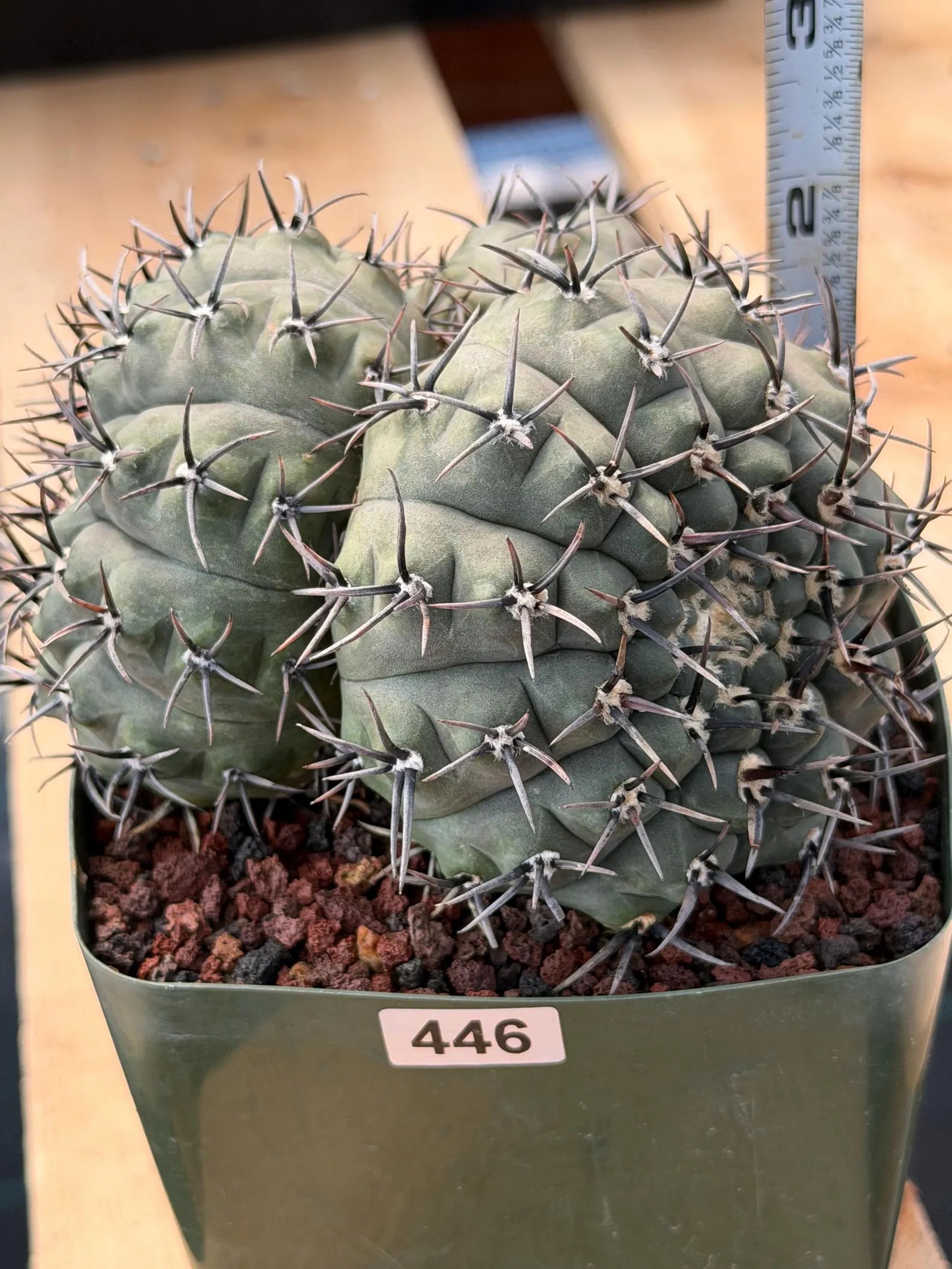 Gymnocalycium Bodenbenderianum Triple Head #507 | Rare Collector Cactus | WYSIWYG