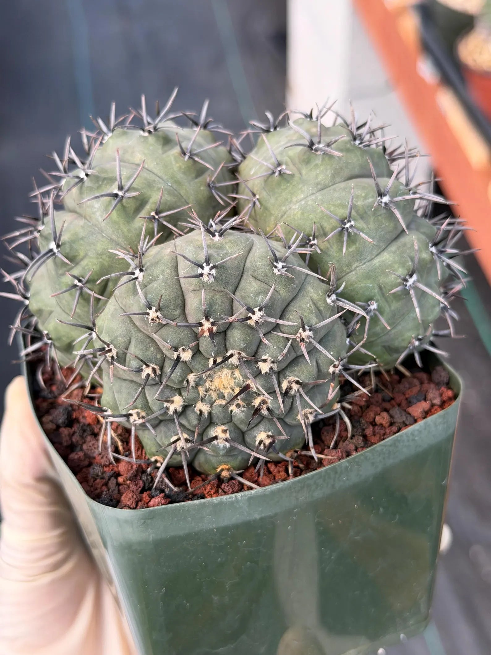Gymnocalycium Bodenbenderianum Triple Head #507 | Rare Collector Cactus | WYSIWYG
