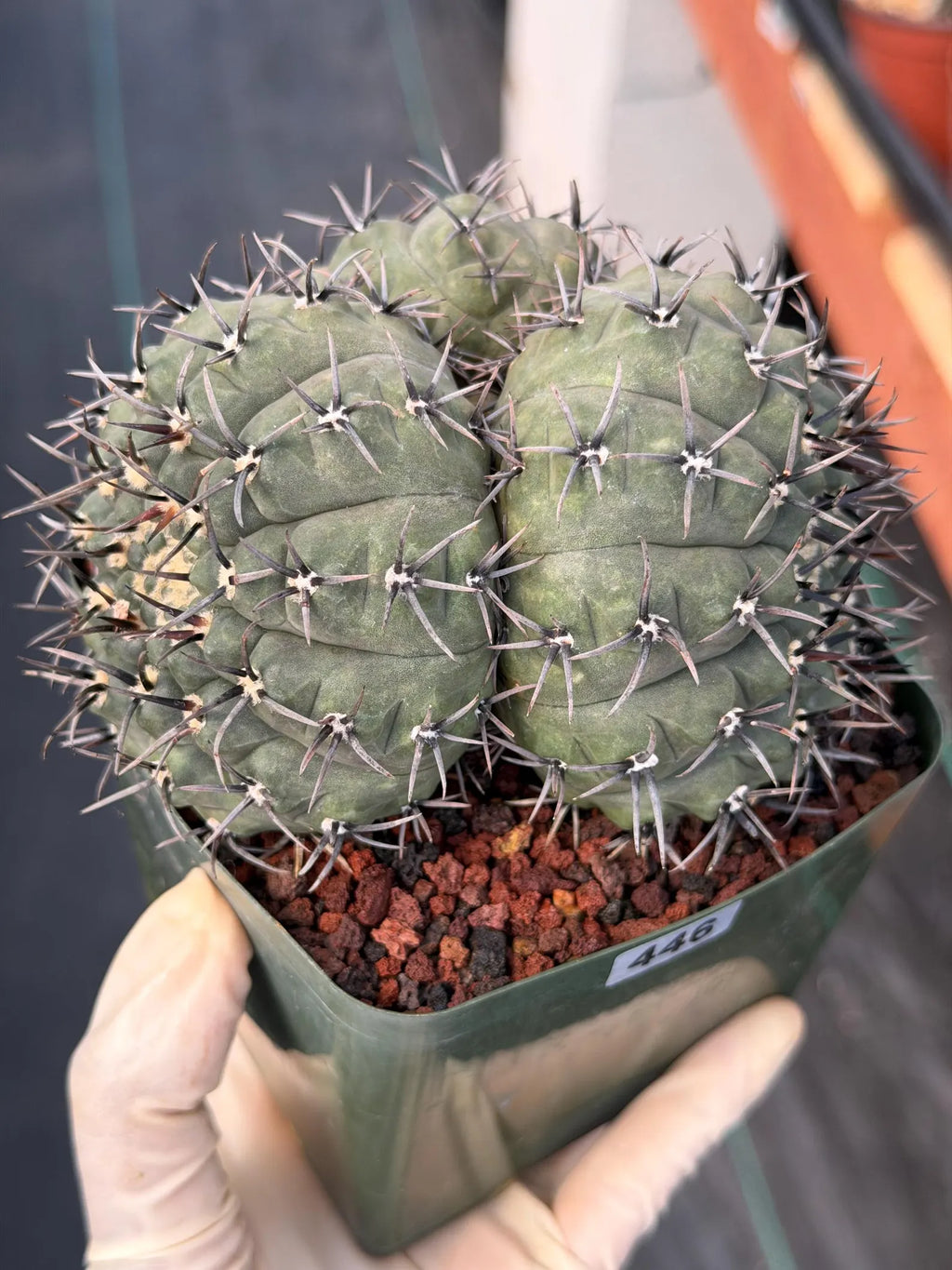 Gymnocalycium Bodenbenderianum Triple Head #507 | Rare Collector Cactus | WYSIWYG