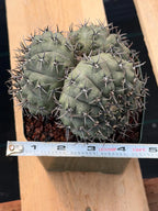 Gymnocalycium Bodenbenderianum Triple Head #507 | Rare Collector Cactus | WYSIWYG