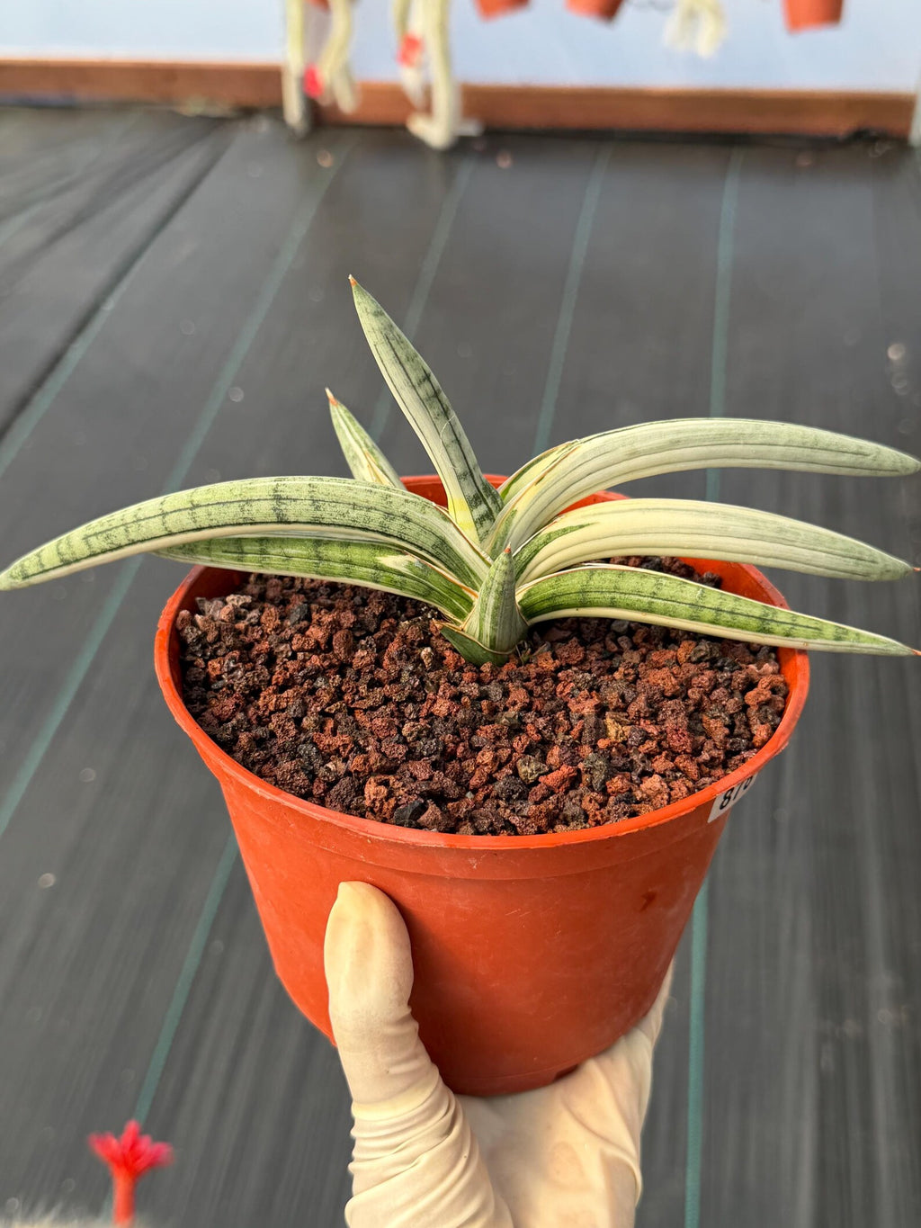 Variegated Sansevieria Blue Clone White Variegation Rare Live Snake Plant – Exact Houseplant #878