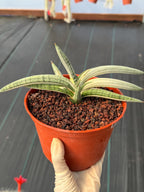 Variegated Sansevieria Blue Clone White Variegation Rare Live Snake Plant – Exact Houseplant #878
