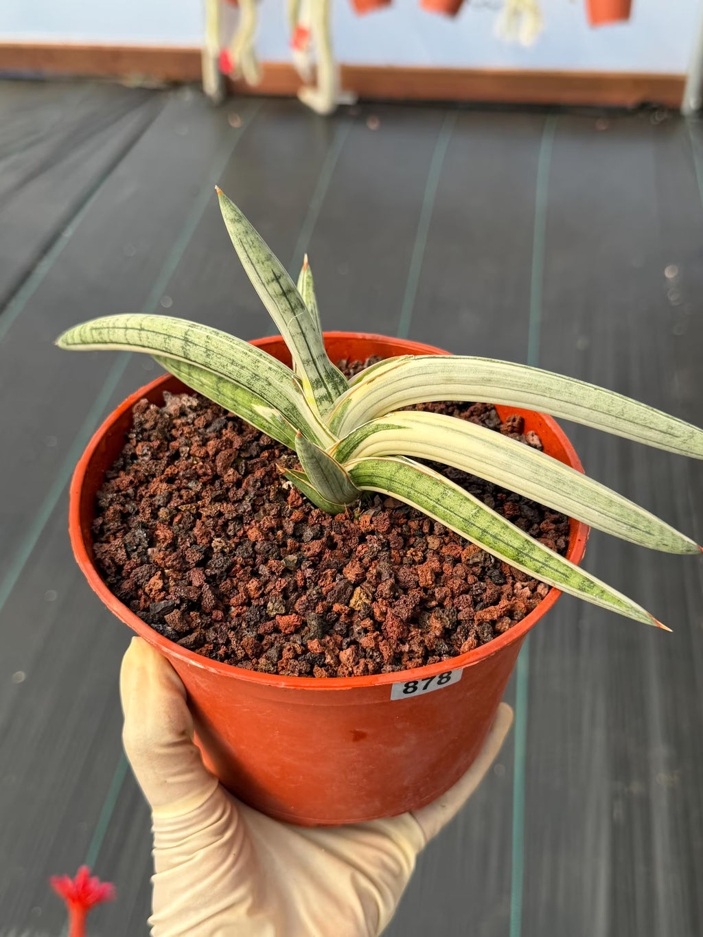 Variegated Sansevieria Blue Clone White Variegation Rare Live Snake Plant – Exact Houseplant #878
