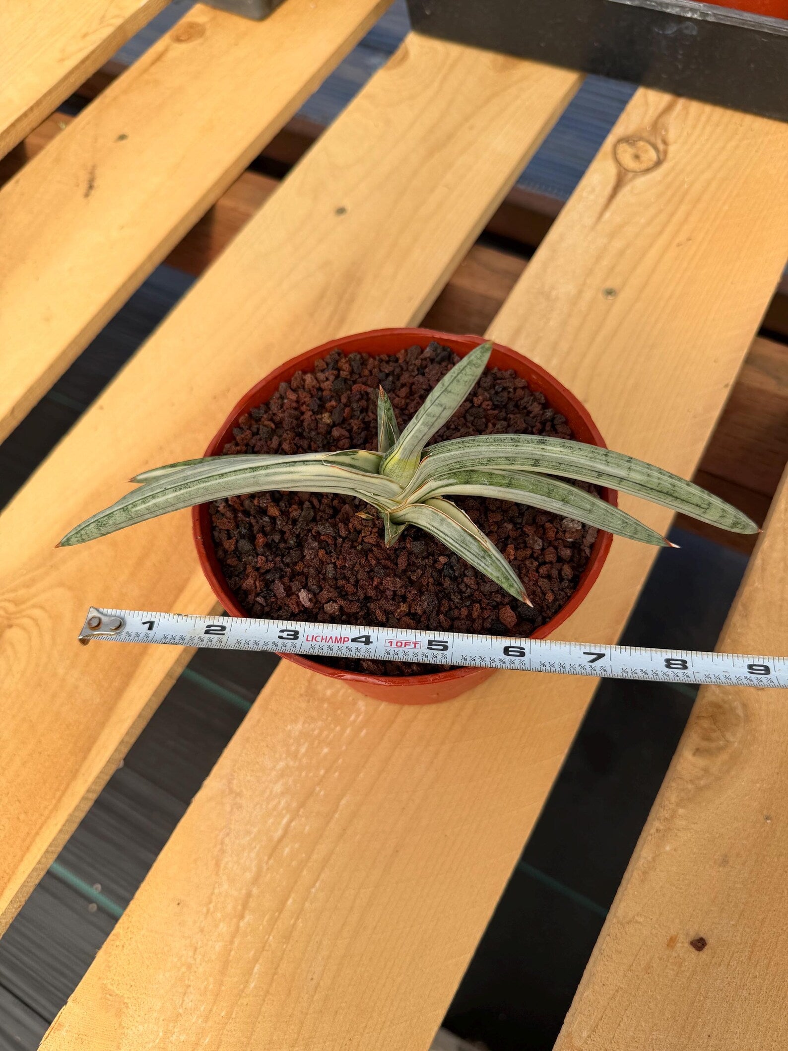 Variegated Sansevieria Blue Clone White Variegation Rare Live Snake Plant – Exact Houseplant #878
