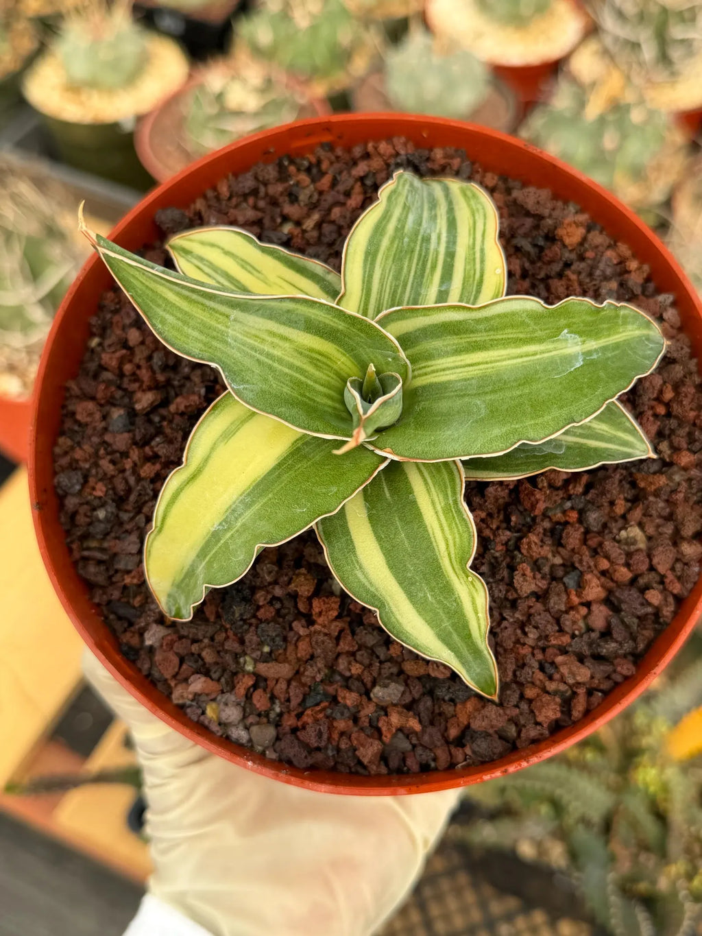 Variegated Sansevieria Blue Kew Rare Snake Plant – Live Houseplant #338
