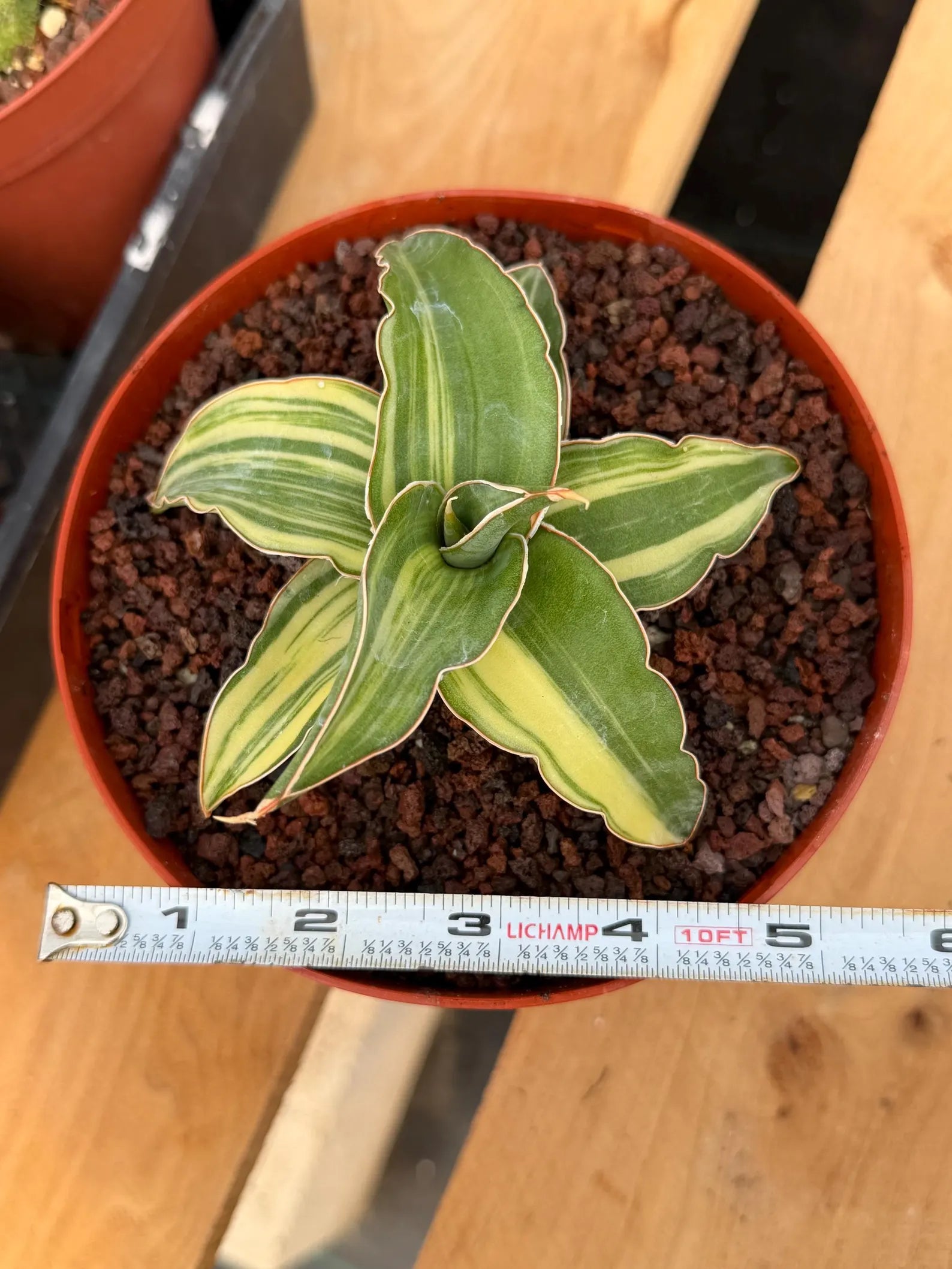 Variegated Sansevieria Blue Kew Rare Snake Plant – Live Houseplant #338