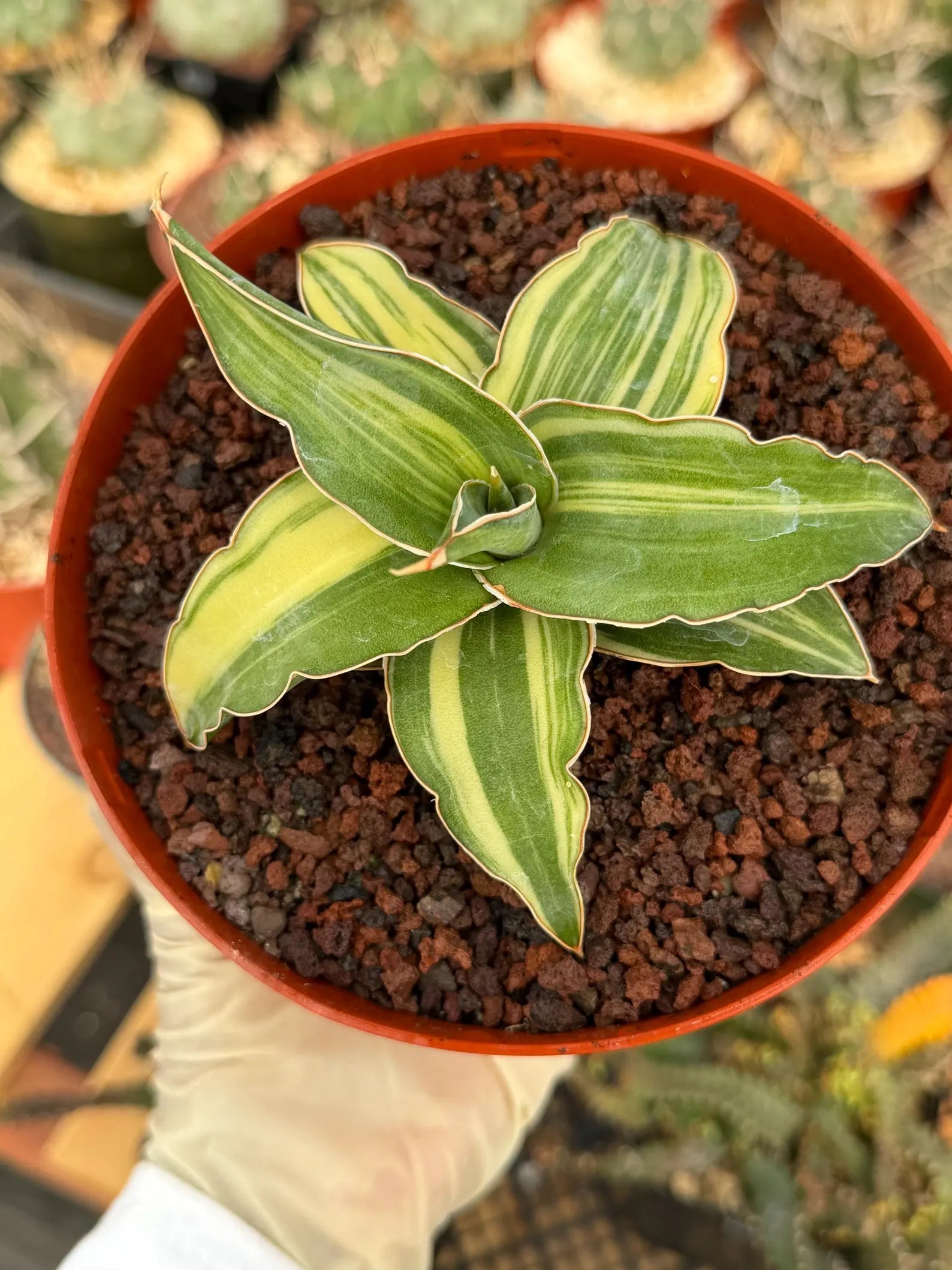 Variegated Sansevieria Blue Kew Rare Snake Plant – Live Houseplant #338