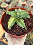 Variegated Sansevieria Blue Kew Rare Snake Plant – Live Houseplant #338