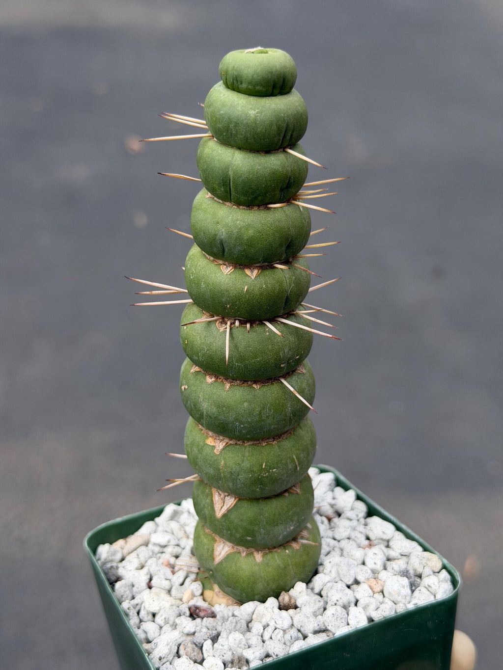 Eulychnia Castanea Spiralis Live Cactus | Rare Spiral Columnar Cactus | Exact Plant #437