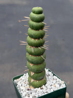 Eulychnia Castanea Spiralis Live Cactus | Rare Spiral Columnar Cactus | Exact Plant #437