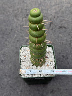 Eulychnia Castanea Spiralis Live Cactus | Rare Spiral Columnar Cactus | Exact Plant #437