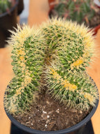 Crested Golden Barrel Cactus Rare Large Specimen Plant