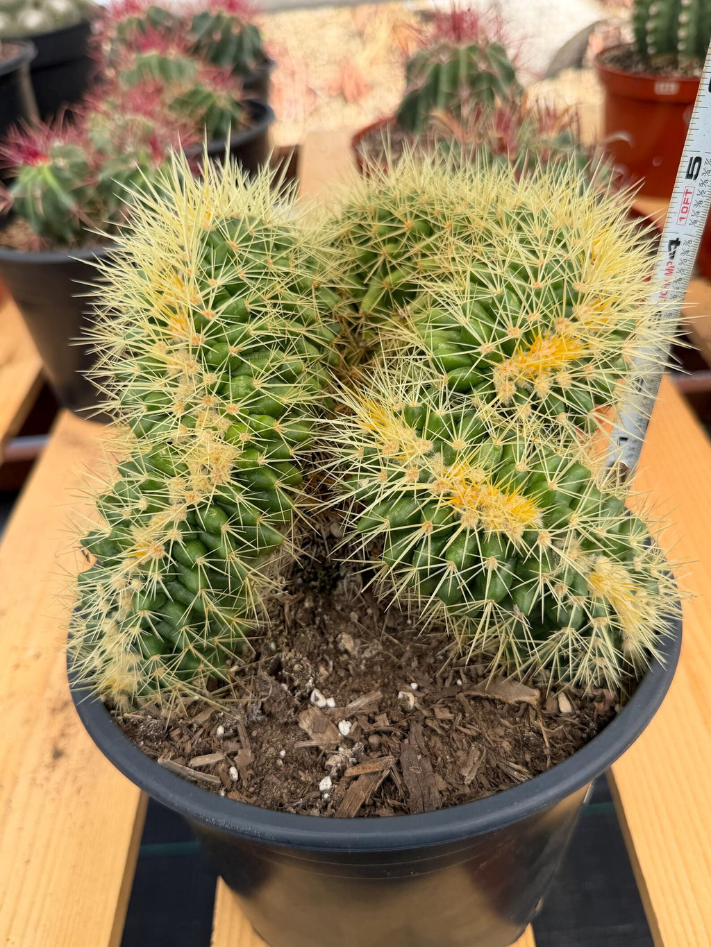 Crested Golden Barrel Cactus Rare Large Specimen Plant