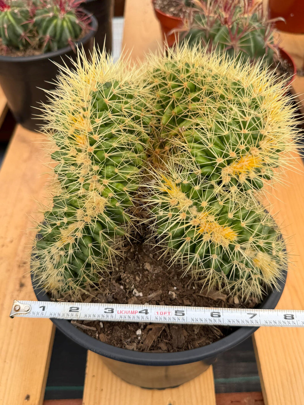 Crested Golden Barrel Cactus Rare Large Specimen Plant