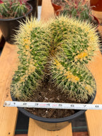 Crested Golden Barrel Cactus Rare Large Specimen Plant