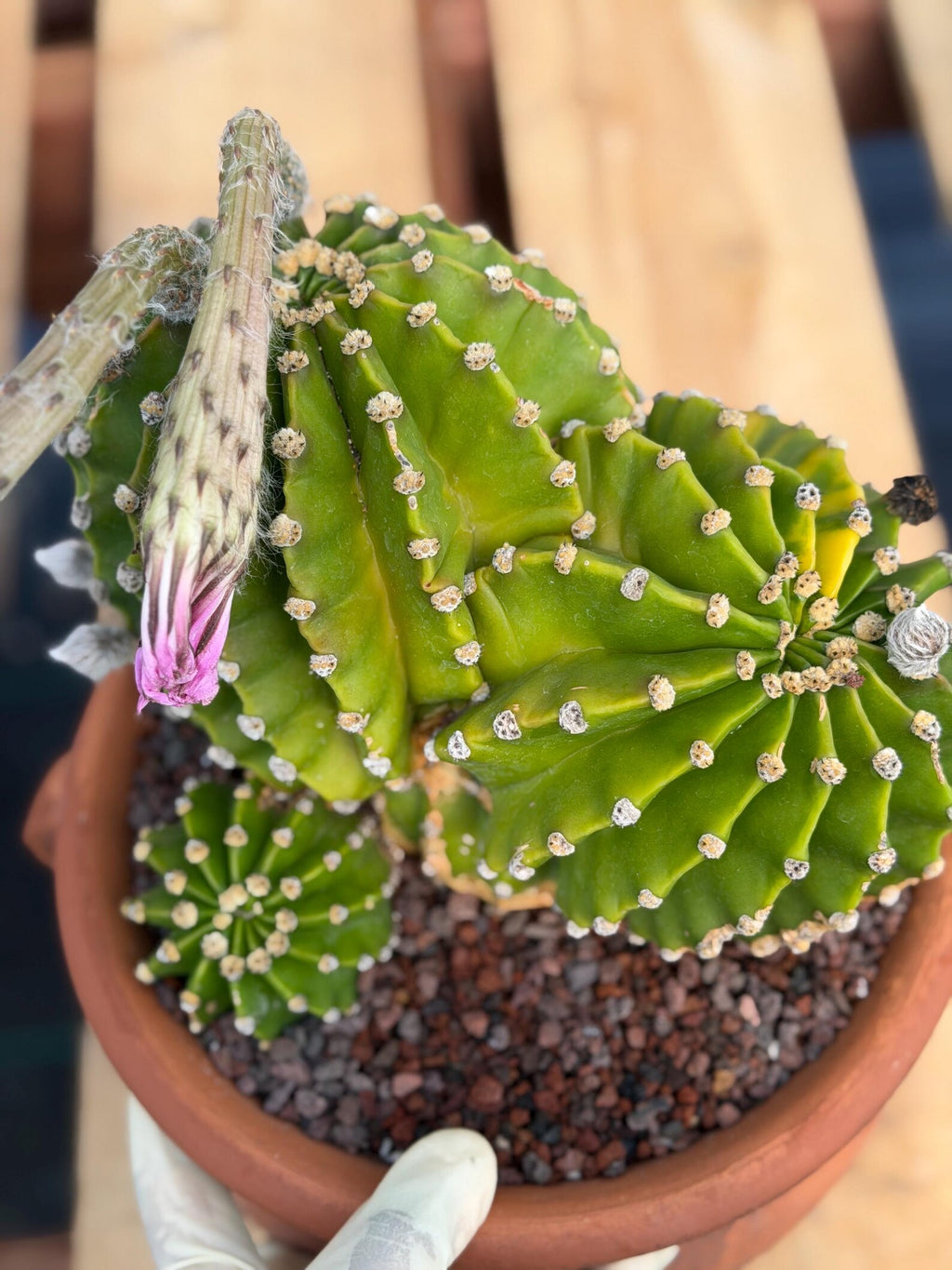 Variegated Easter Lily Cactus Double Head with Pup – Rare Live Plant