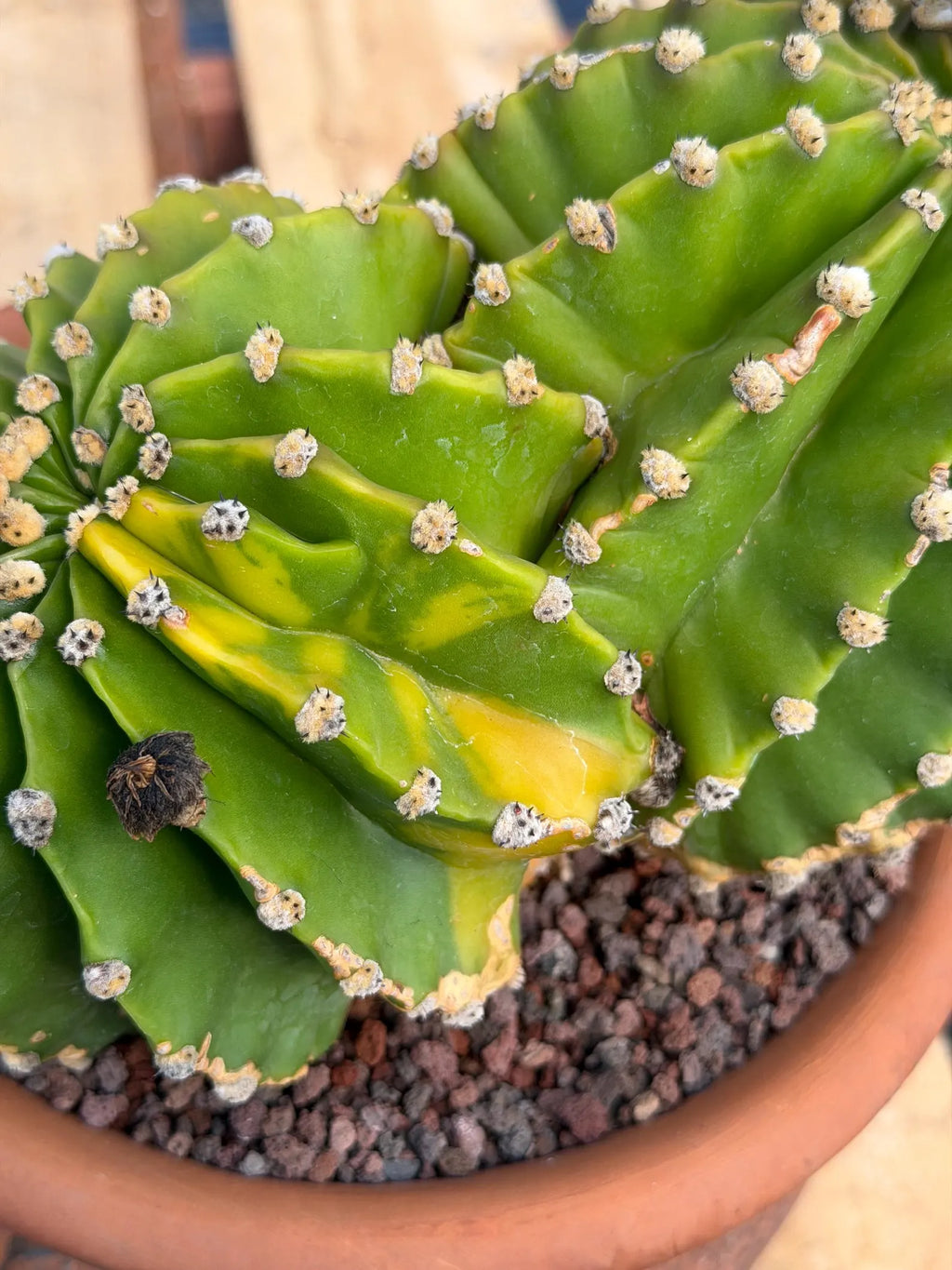 Variegated Easter Lily Cactus Double Head with Pup – Rare Live Plant