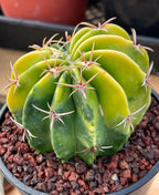 Variegated Echinocactus Texensis Live Cactus – Rare Collector Plant #20